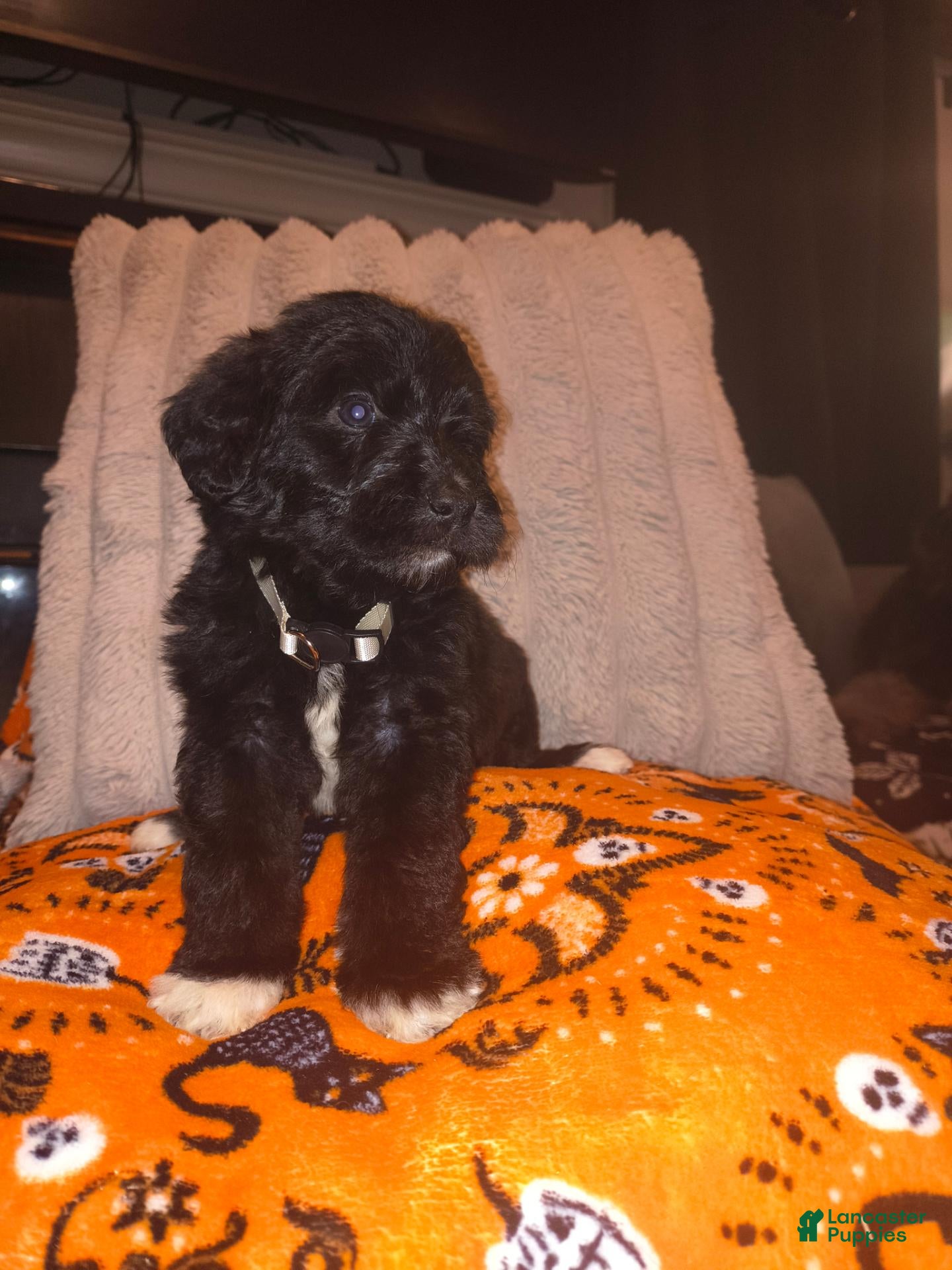 Mixed Breed dogs for sale: Mushu 🐉 - Ad 12