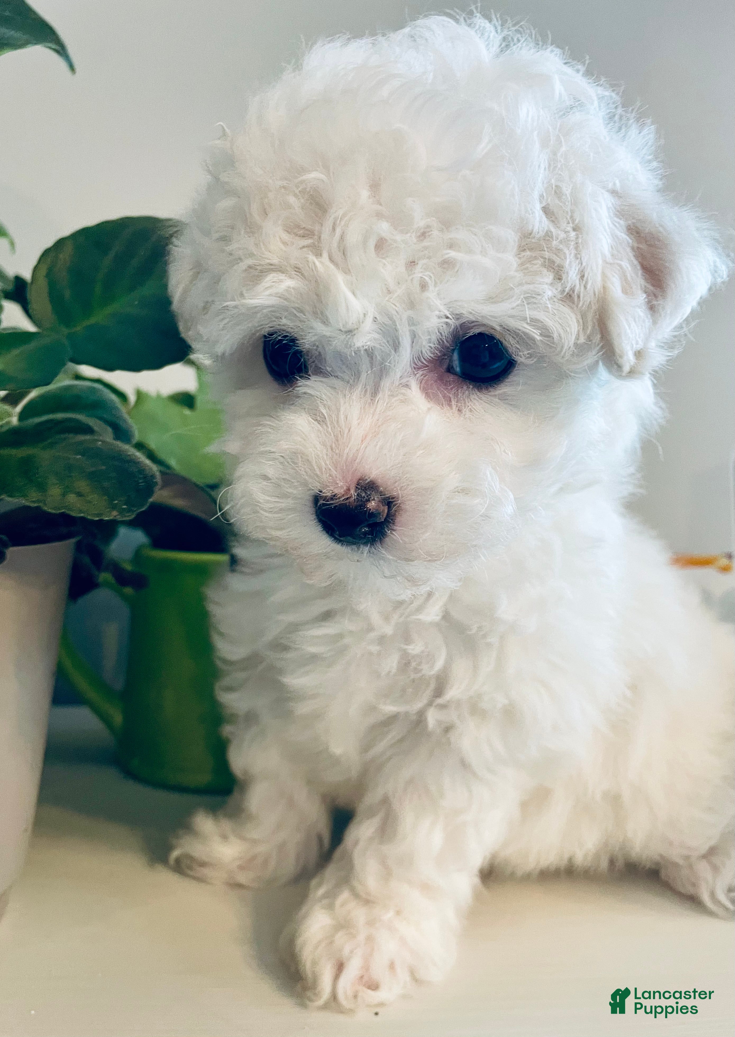 Bichon Frise dogs Extra small Stella - Ad 2