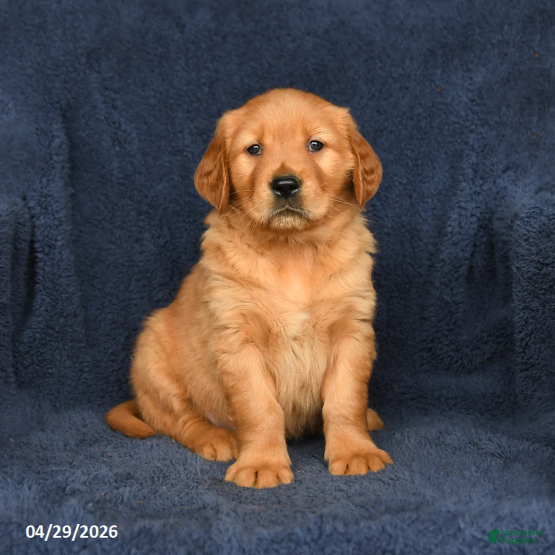 Golden Retriever dogs for sale: Billy - Ad 1