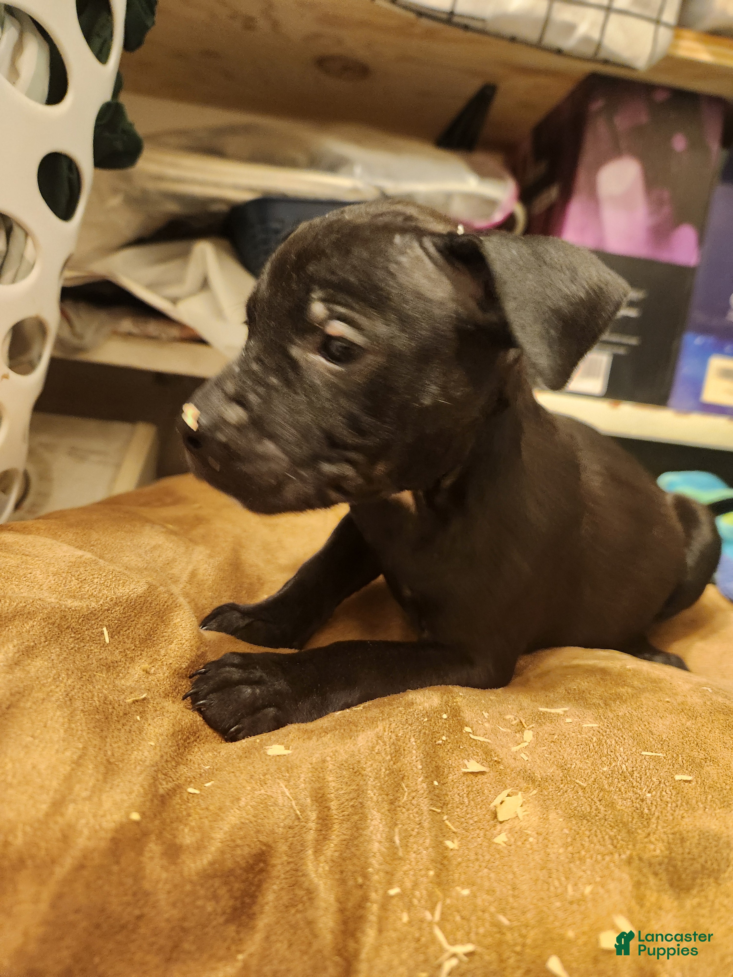 American Pit Bull Terrier dogs American Pit Bull Terrier 4 - Ad 34