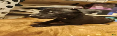 American Pit Bull Terrier 4