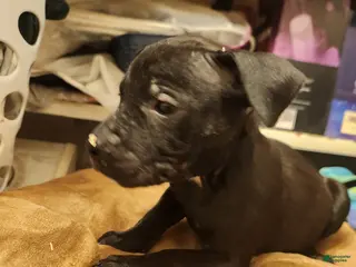 American Pit Bull Terrier dogs American Pit Bull Terrier 4 - Ad 34