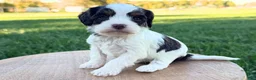 Cavapoo dogs for sale: Caden - Ad 1