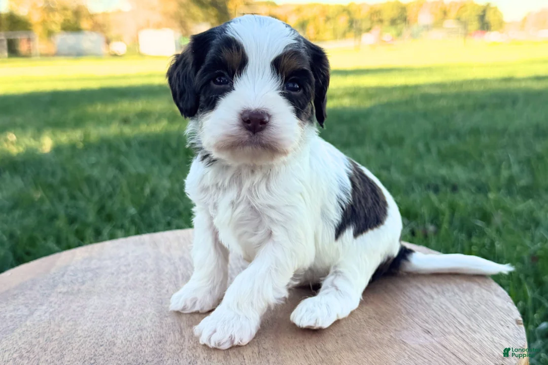 Cavapoo dogs for sale: Caden - Ad 1