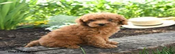 Miniature Poodle dogs for sale: Cooper - Ad 4