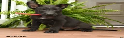 Belgian Malinois dogs for sale: Apollo - Ad 3