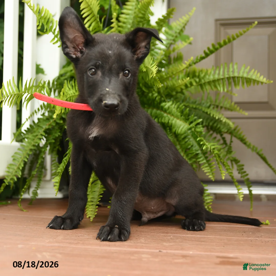 Belgian Malinois dogs for sale: Apollo - Ad 3