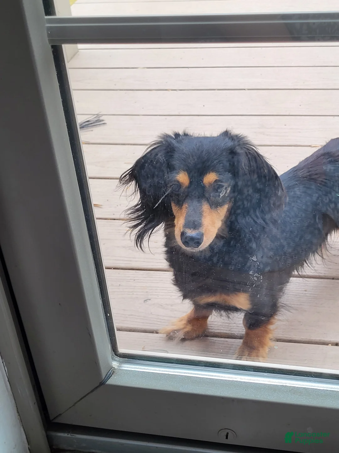 Miniature Dachshund dogs for sale: SMORES  - Ad 11