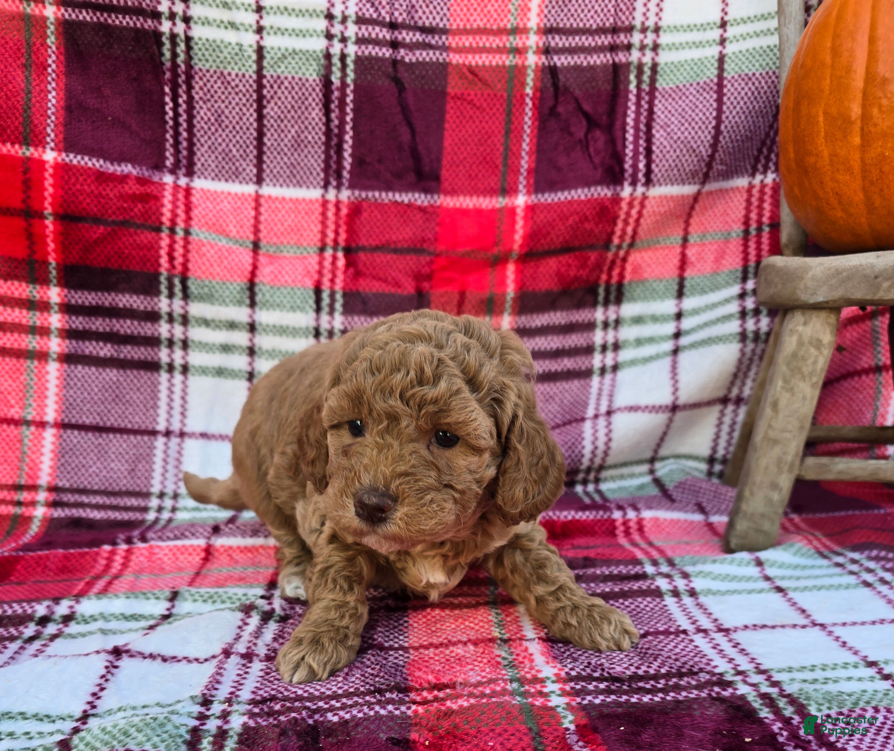 Mini Goldendoodle dogs Ribbon - Ad 19