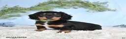 Miniature Dachshund dogs for sale: Hunter - Ad 3