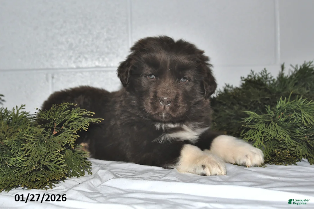 Newfoundland dogs for sale: Makenzie - Ad 5