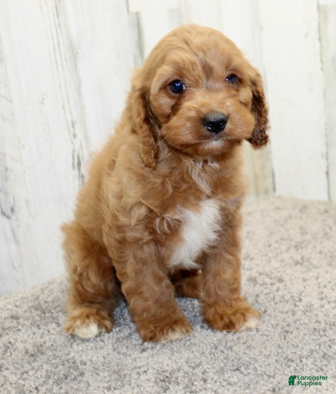 Cavapoo dogs for sale: Charlie - Ad 4