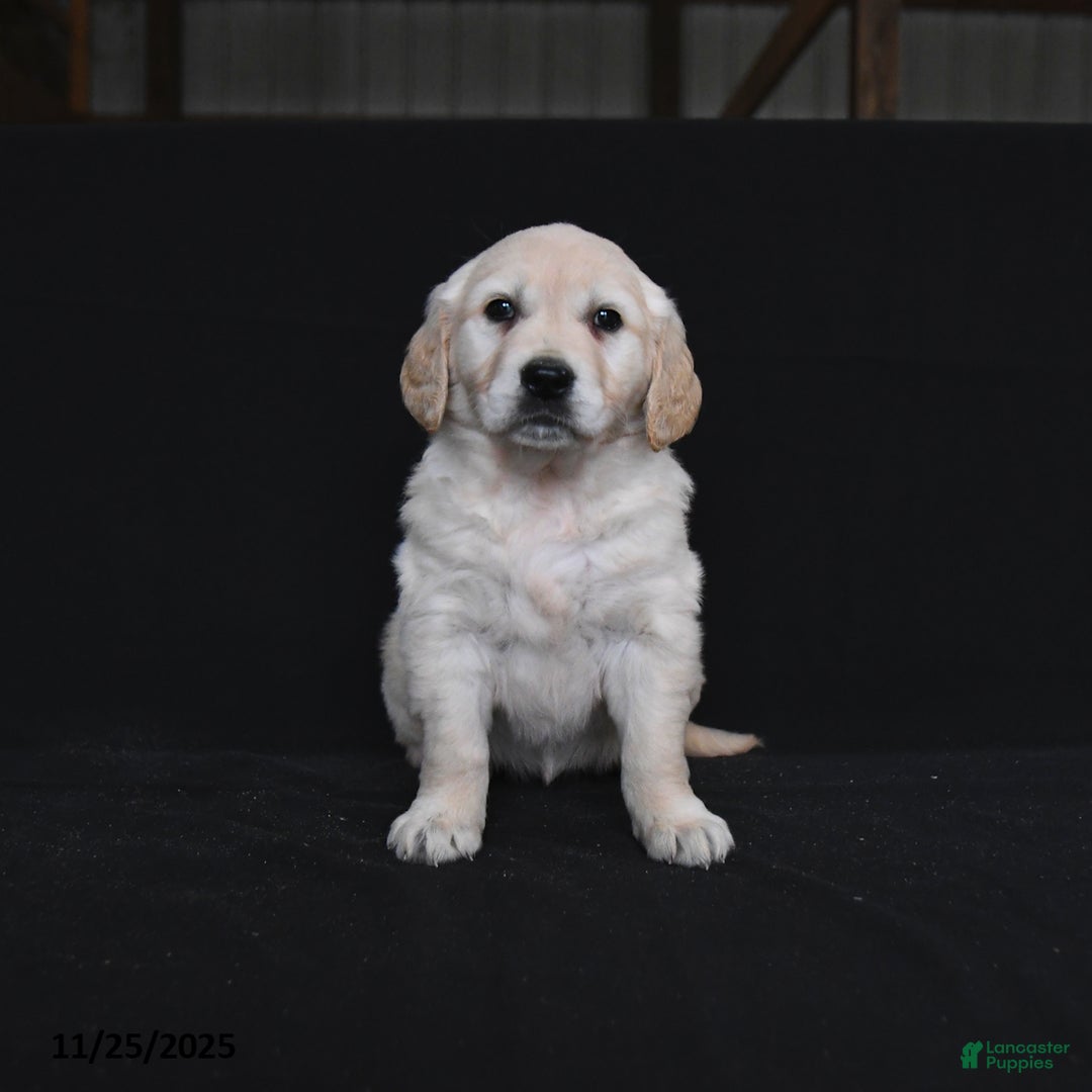Golden Retriever dogs for sale: Reegan  - Ad 4
