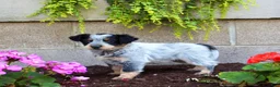 Australian Cattle Dog dogs for sale: Beauty - Ad 5