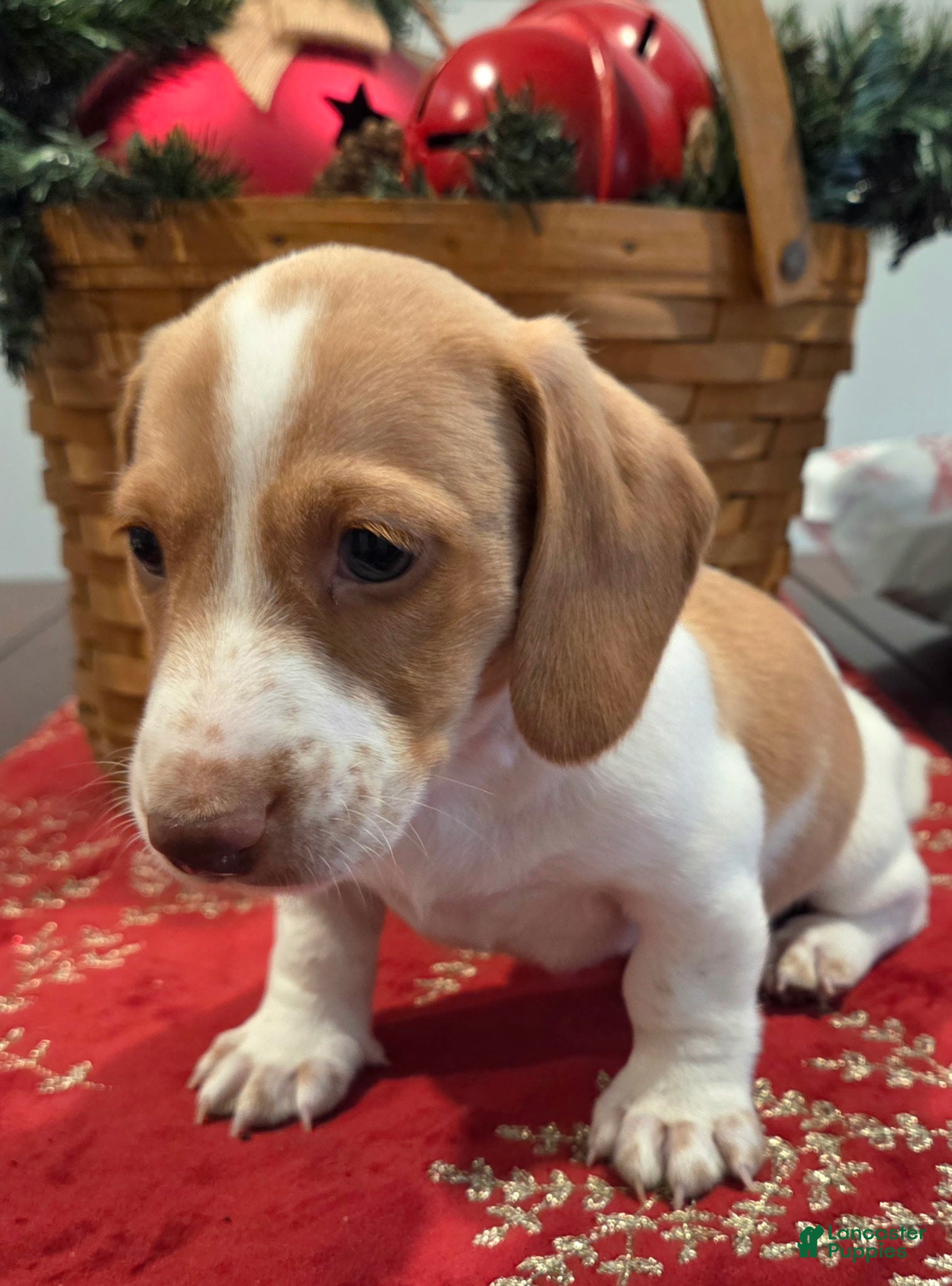 Dachshund dogs Stewart - Ad 12