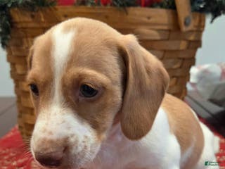 Dachshund dogs Stewart - Ad 26