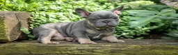 French Bulldog dogs for sale: 🐾 Mateo - Ad 3