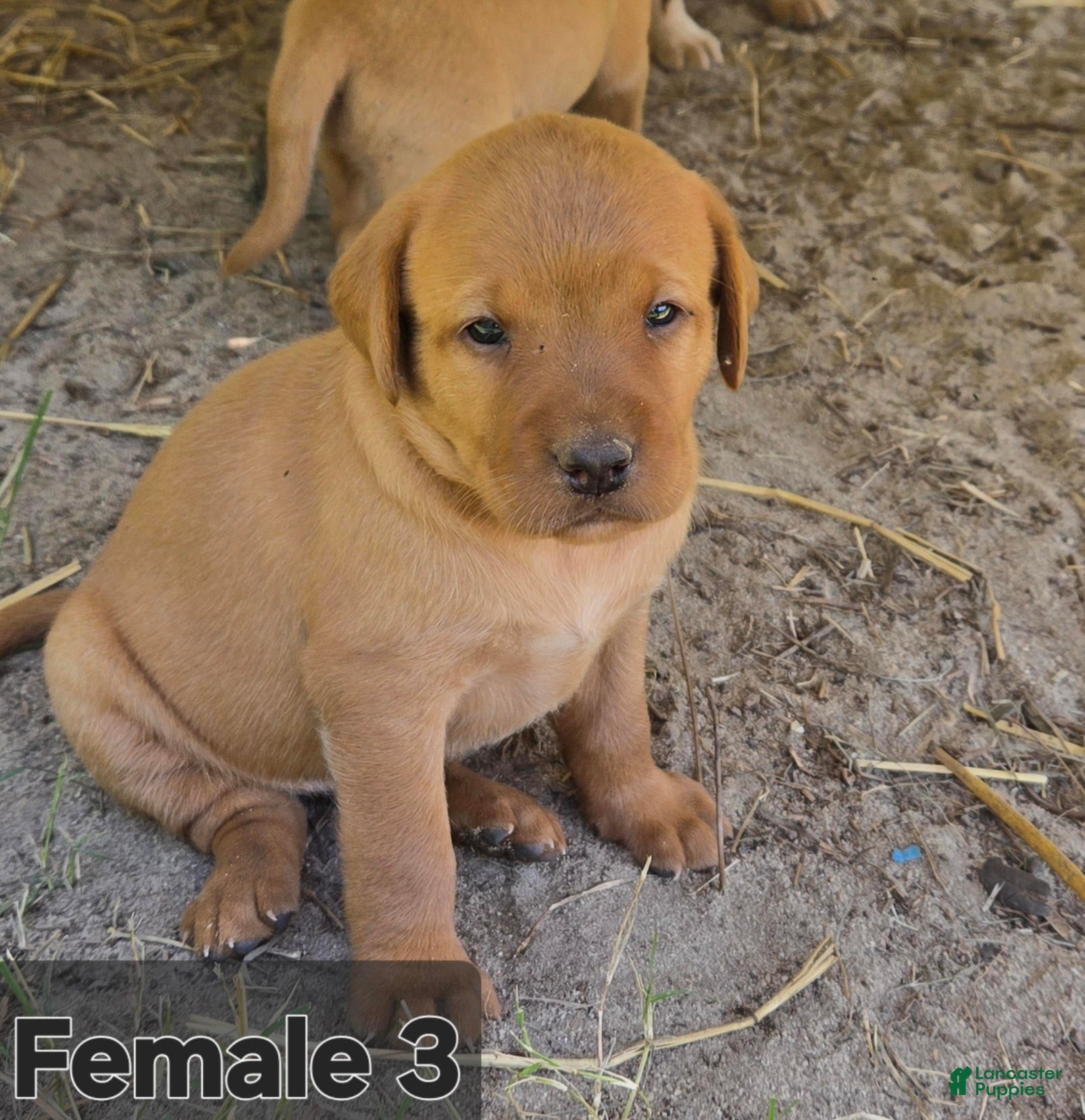 Labrador Retriever dogs Labrador Retriever Female 3 - Ad 6
