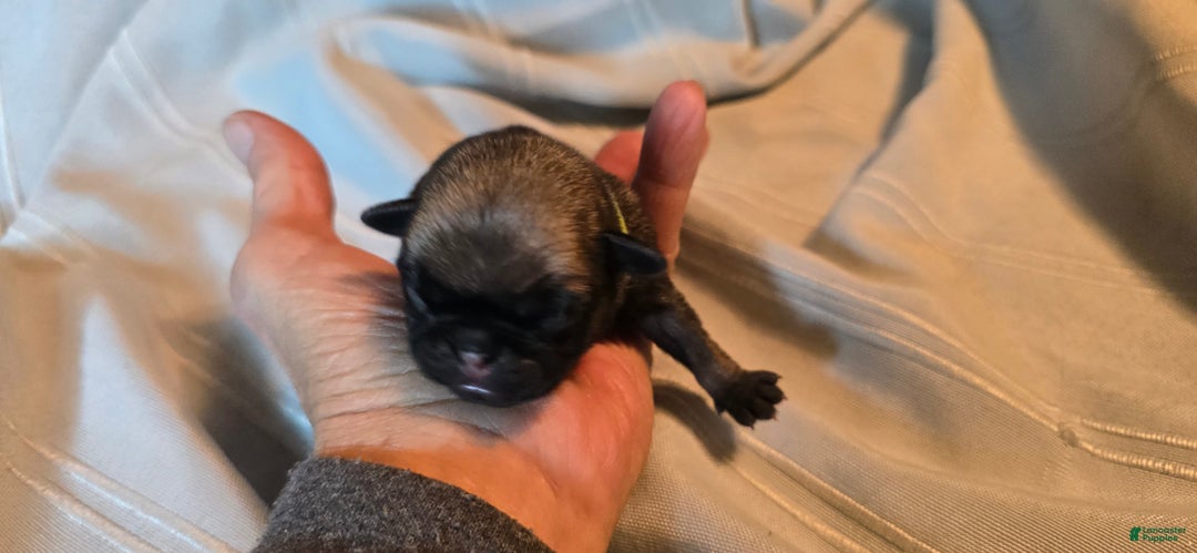 Pug dogs for sale: Francine - Ad 3