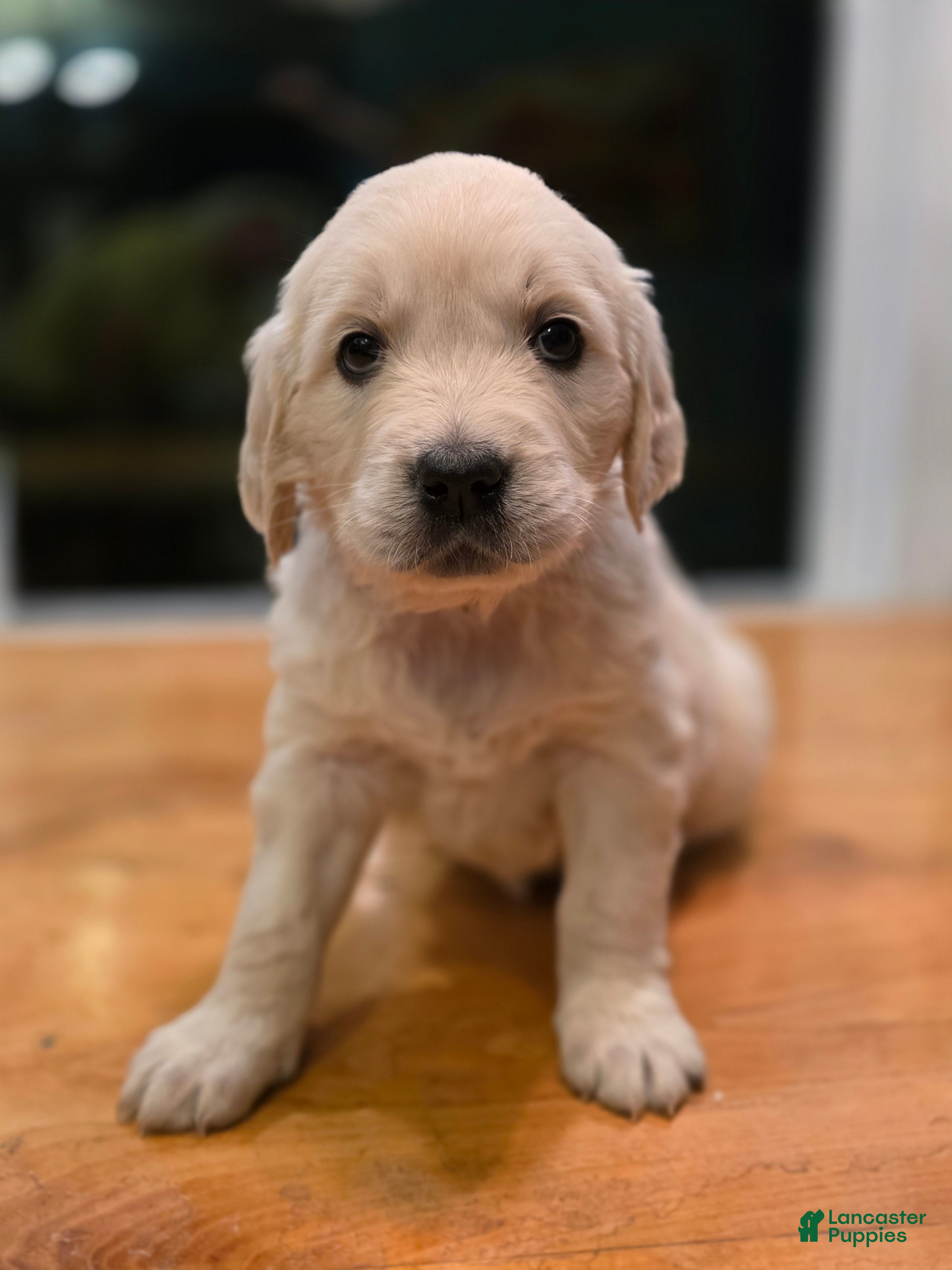 Golden Retriever dogs Cookie Crisp, Champion Sired - Ad 2