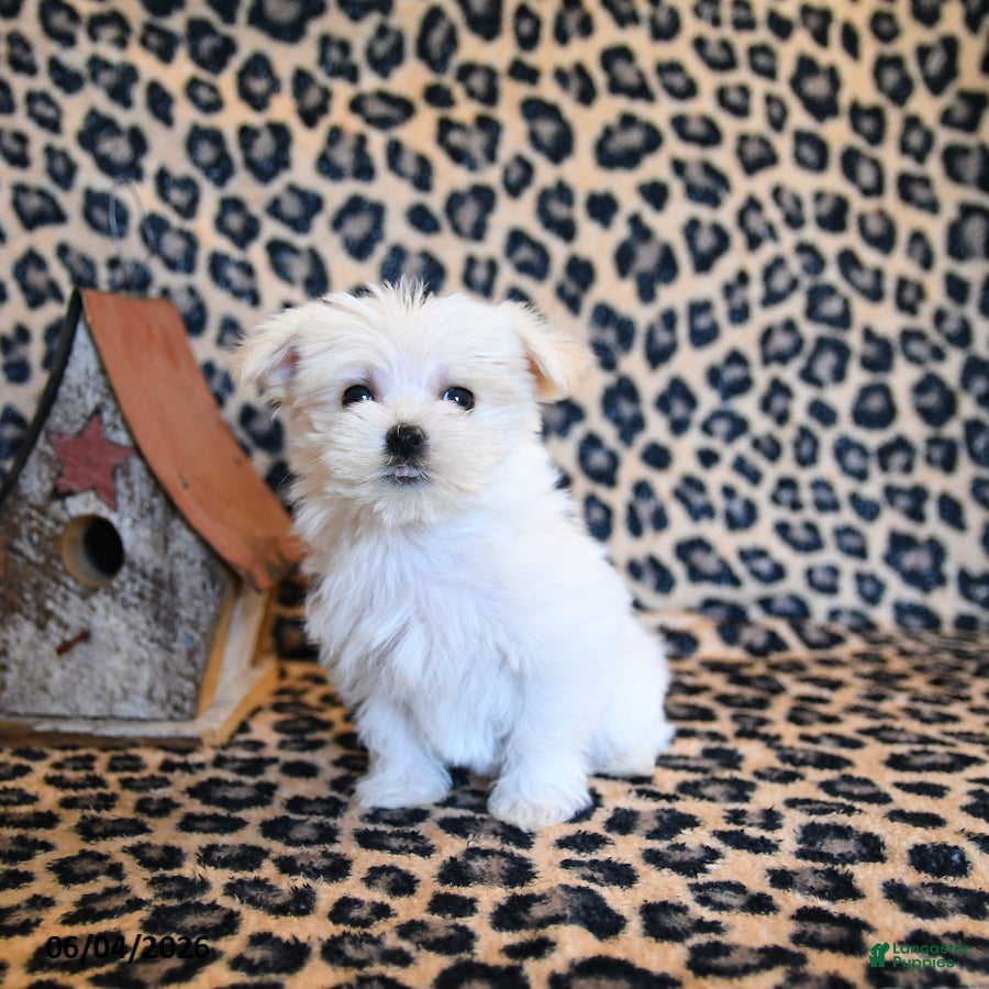 Maltese dogs for sale: Wiggles - Ad 2