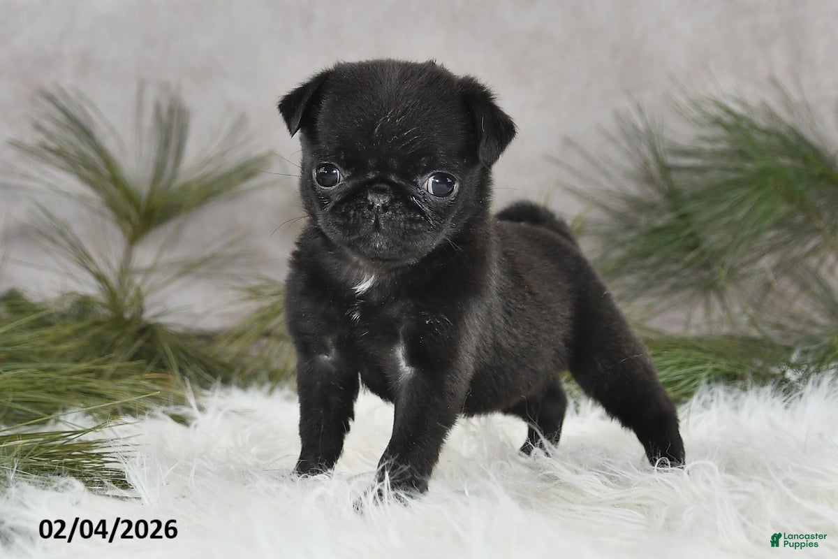 Pug dogs Dori - Ad 2