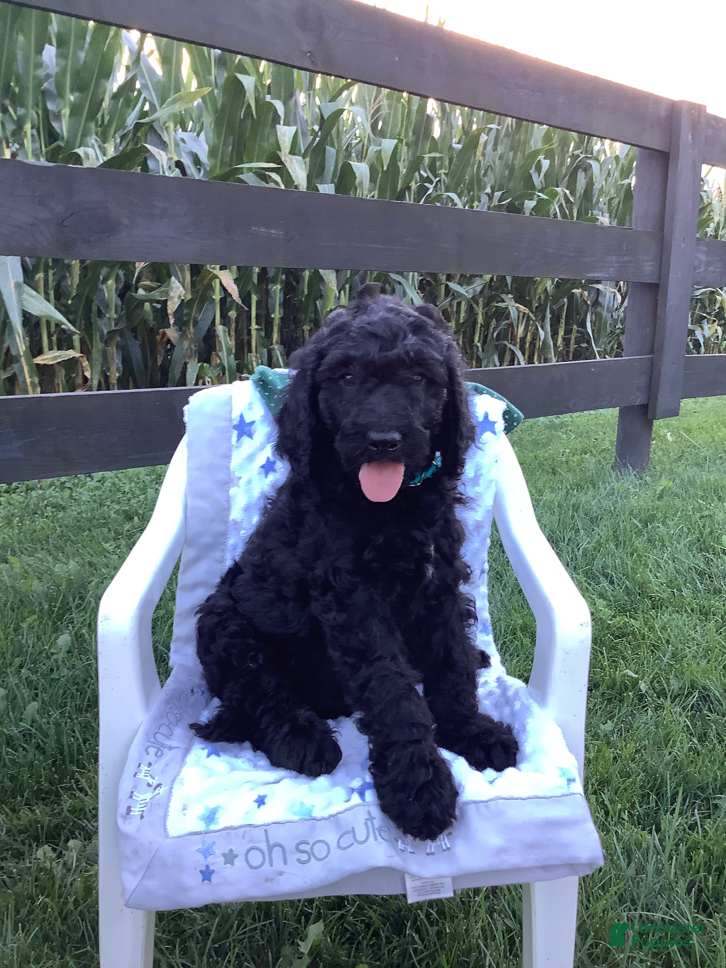 Goldendoodle dogs Macho-F1bb-Goldendoodle 2 - Ad 2