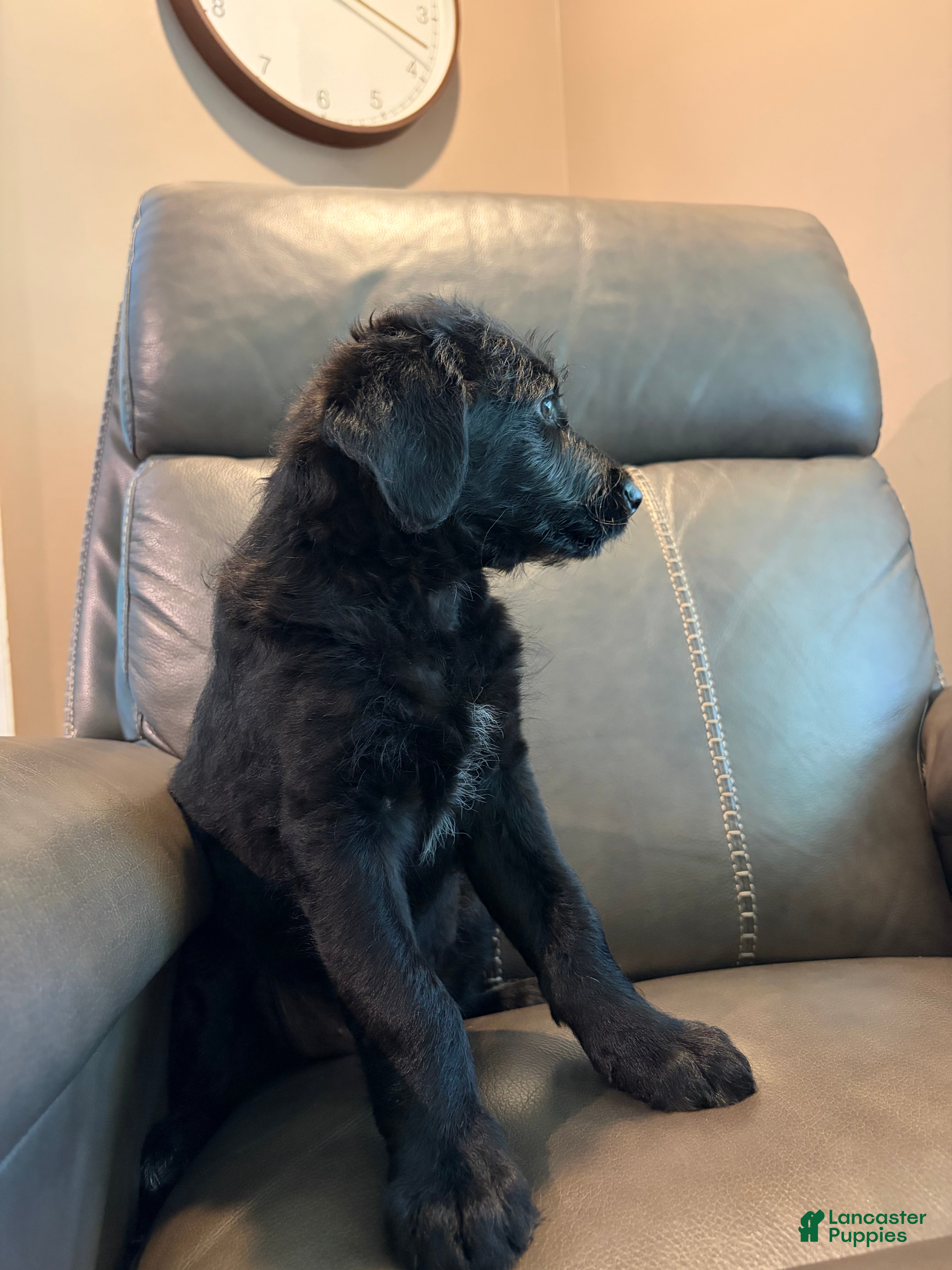 Mixed Breed dogs Misty  - Ad 2