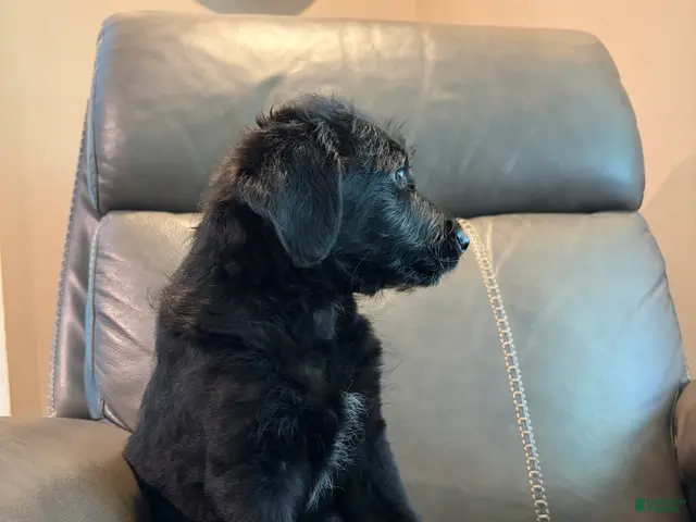 Mixed Breed dogs for sale: Misty - Ad 2