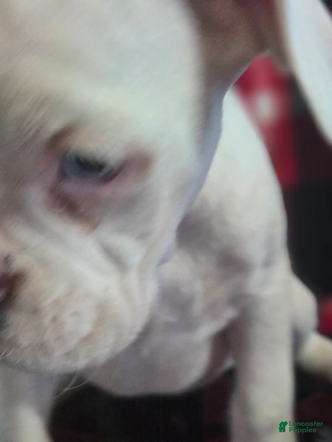 Boxer dogs for sale: Stevie - Ad 9