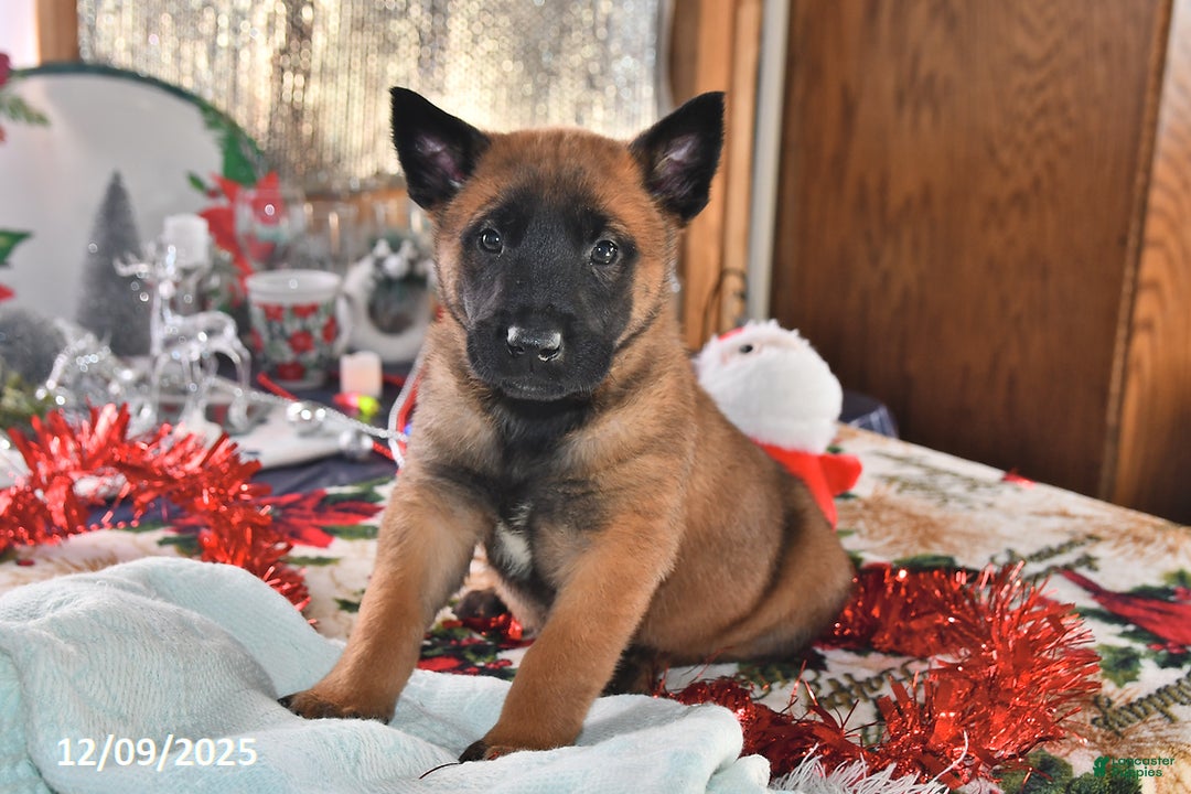 Belgian Malinois dogs for sale: Bruno - Ad 3