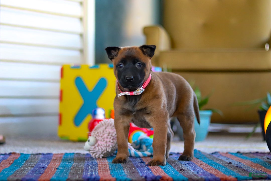 Belgian Malinois dogs for sale: Ginger - Ad 4
