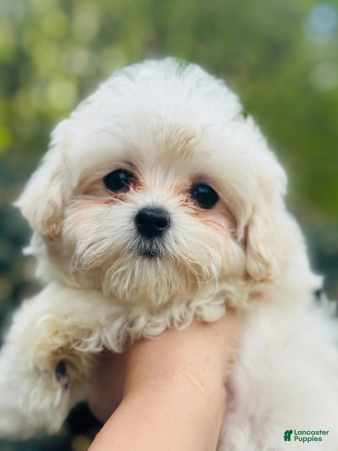 Maltipoo dogs for sale: Ginger - Ad 5