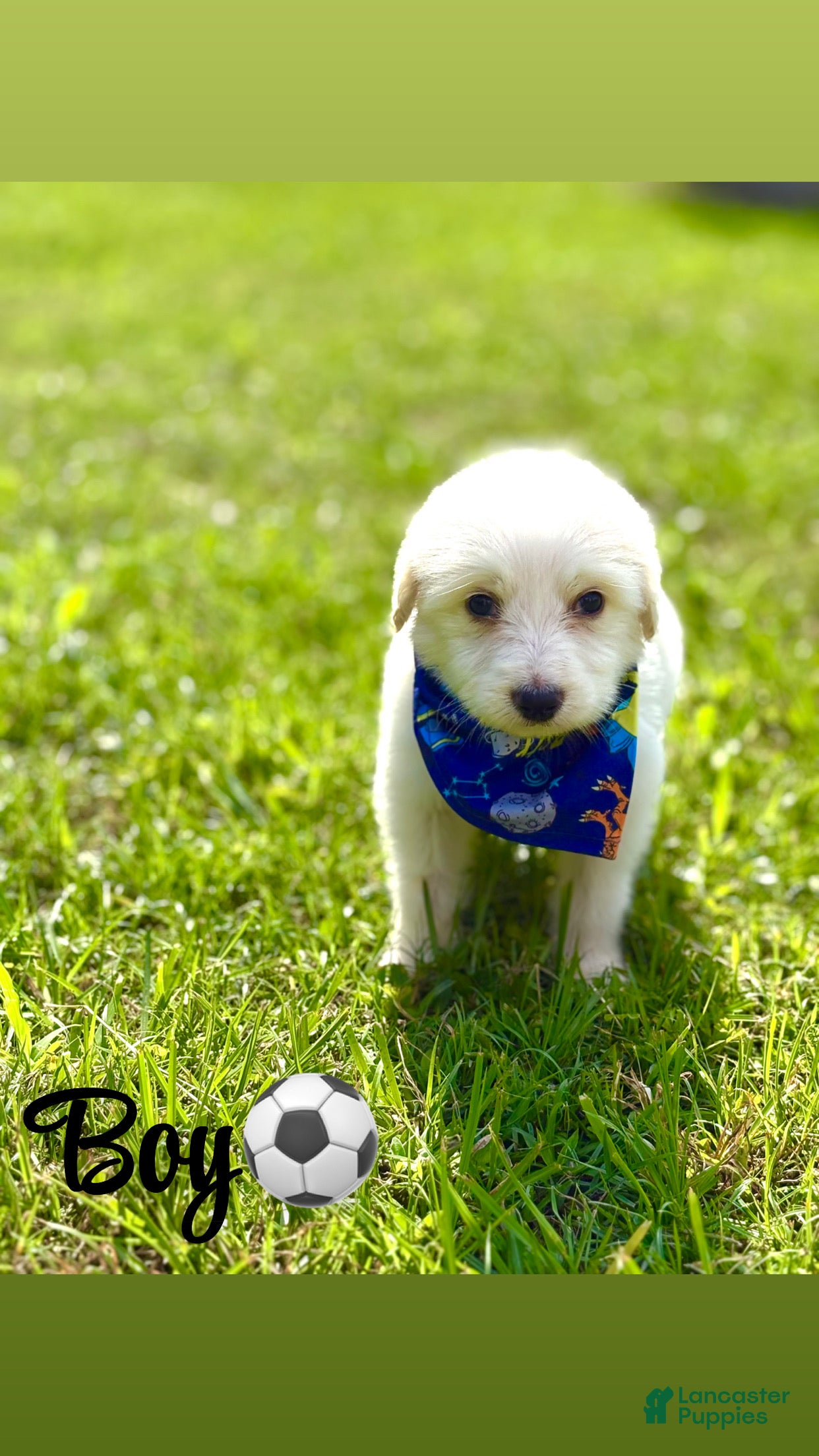 Mixed Breed dogs Pyredoodle male - Ad 11