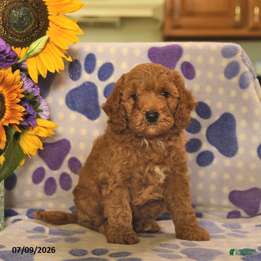 Cockapoo dogs Asher  - Ad 2