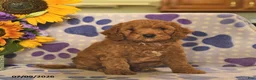 Cockapoo dogs for sale: Asher  - Ad 2