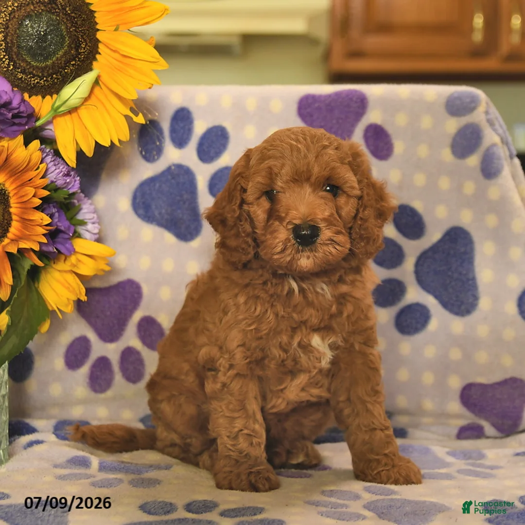 Cockapoo dogs for sale: Asher  - Ad 2