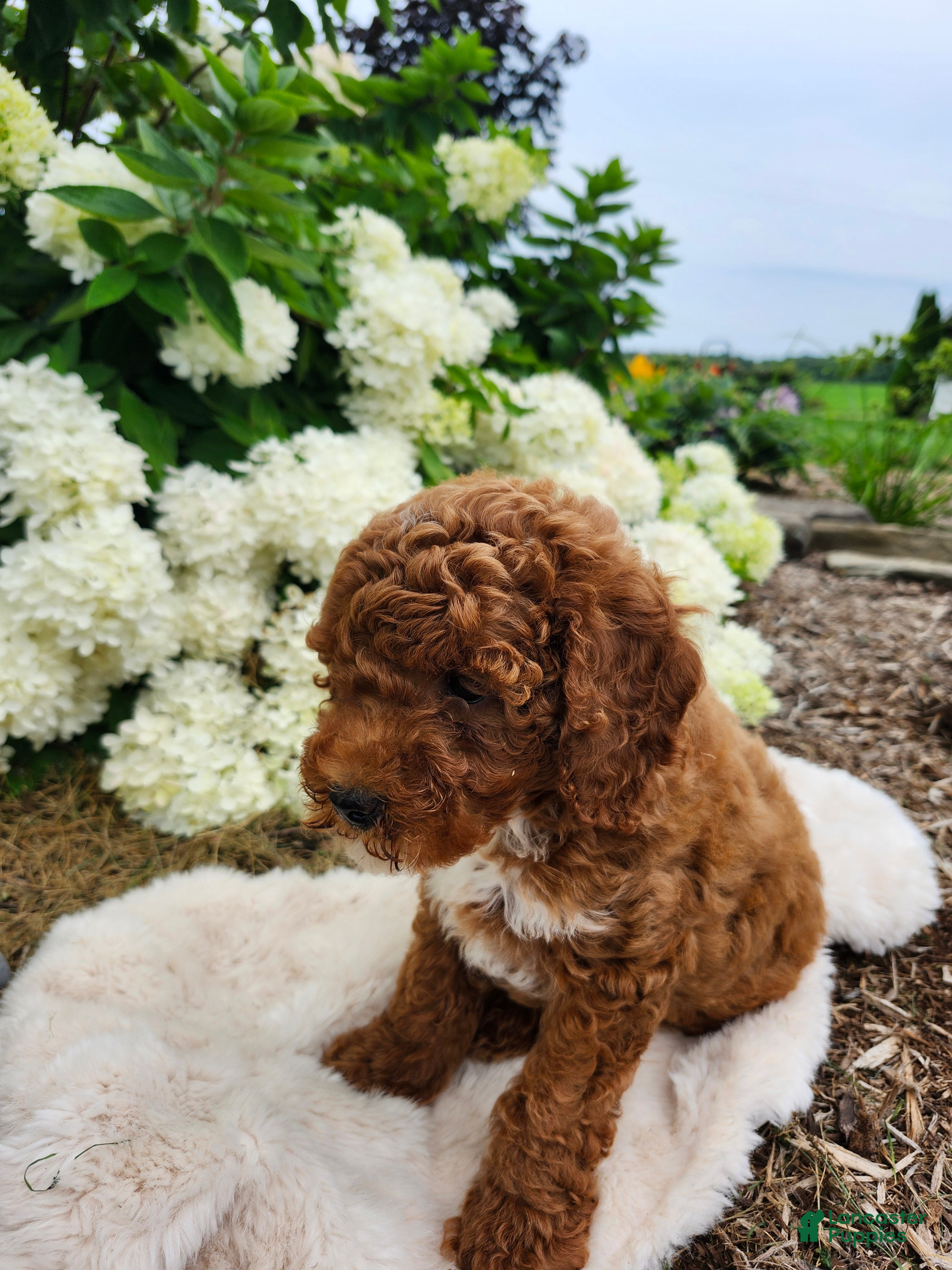 Miniature Poodle dogs Jazzy  - Ad 2