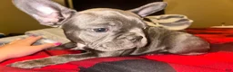 French Bulldog dogs for sale: Maggie - Ad 3