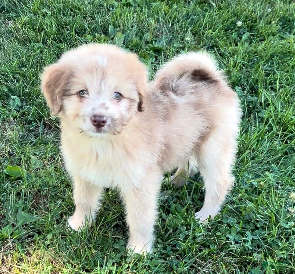 Mini Aussiedoodle dogs Tinsley - Ad 2