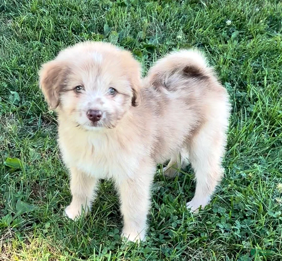 Mini Aussiedoodle dogs for sale: Tinsley - Ad 1