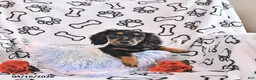 Miniature Dachshund dogs for sale: Kylo - Ad 1