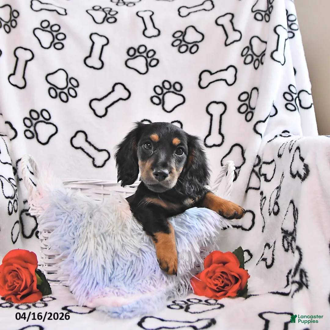 Miniature Dachshund dogs for sale: Kylo - Ad 1