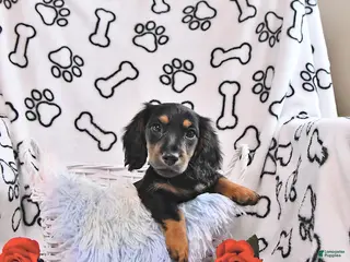 Miniature Dachshund dogs for sale: Kylo - Ad 2