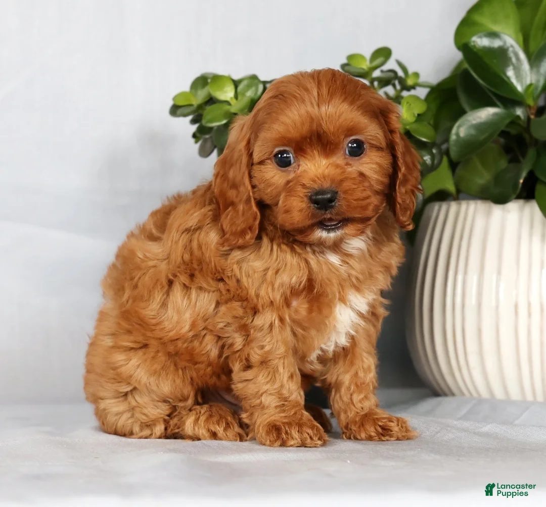 Cavapoo dogs for sale: Max - Ad 3