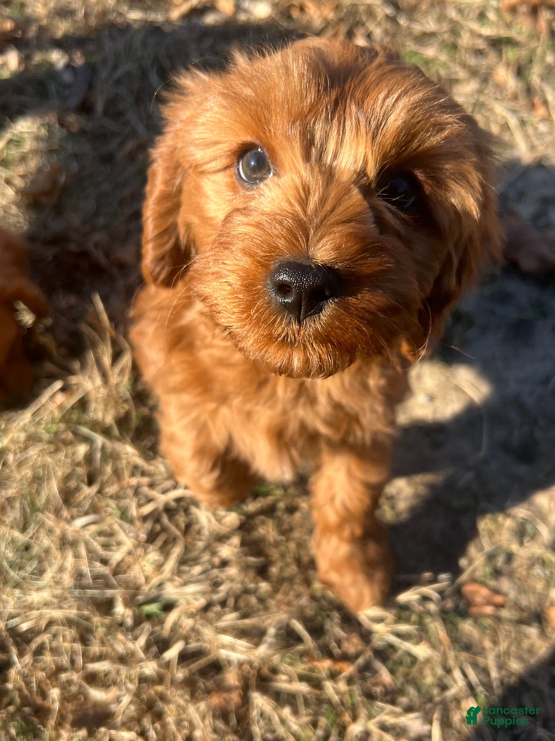 Cavapoo dogs for sale: Tulip - still available  - Ad 3