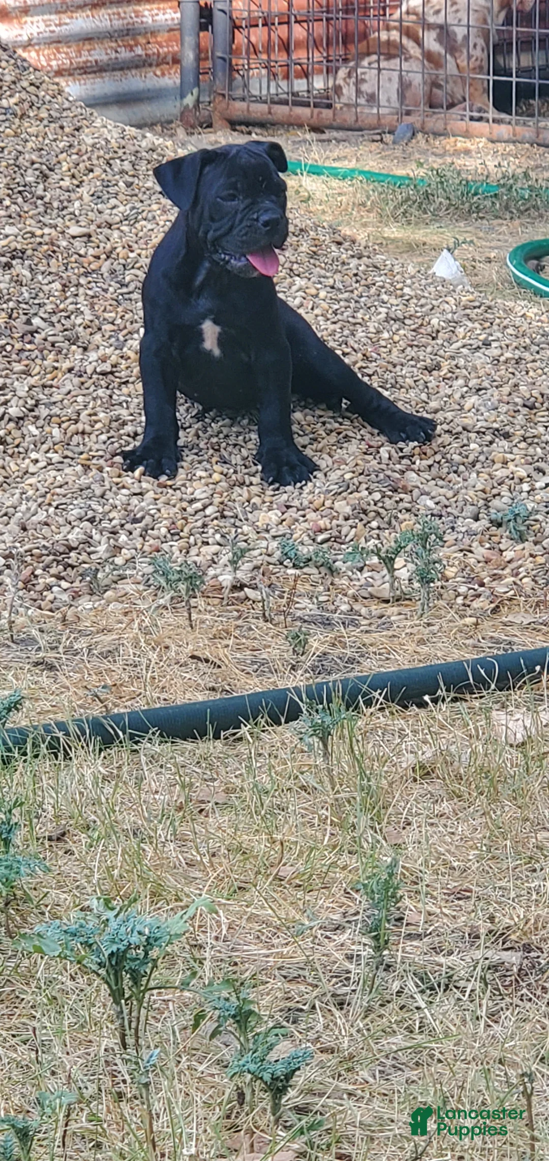 Alapaha Blue Blood Bulldog dogs for sale: Alapaha Blue Blood Bulldog 6 - Ad 1