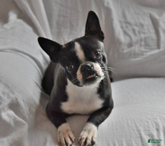 Gallery Image {{count}}