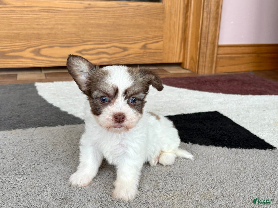 Coton De Tulear dogs for sale: Rita - Ad 2
