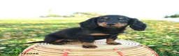 Miniature Dachshund dogs for sale: Pumpkin - Ad 3